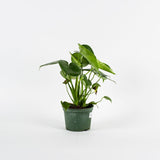 Philodendron, Monstera Deliciosa