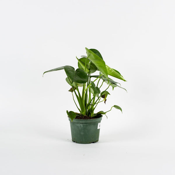 Philodendron, Monstera Deliciosa