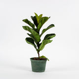 Ficus Lyrata "Fiddle Leaf"