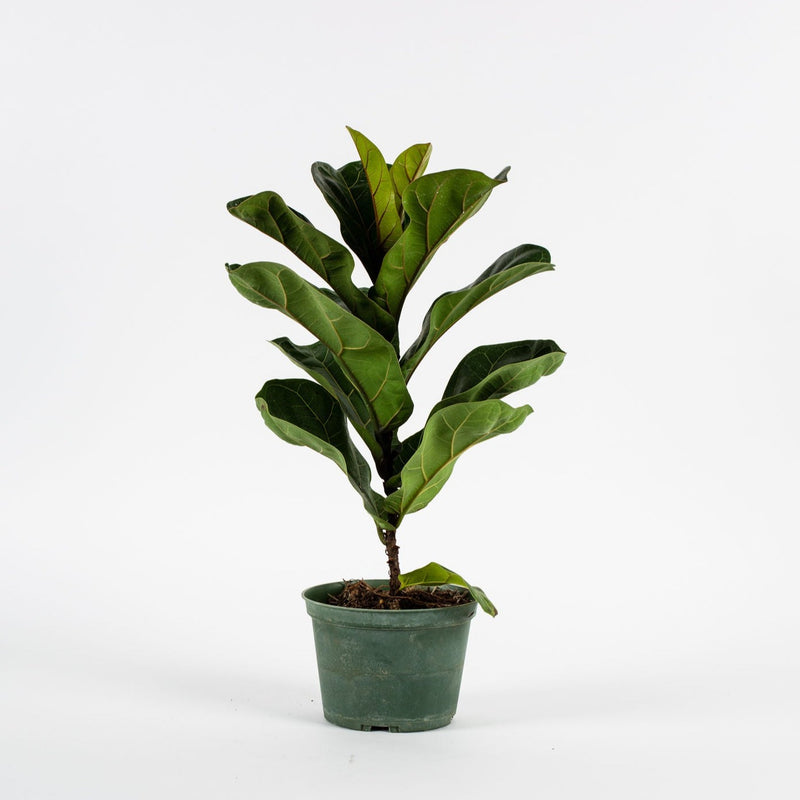 Ficus Lyrata "Fiddle Leaf"