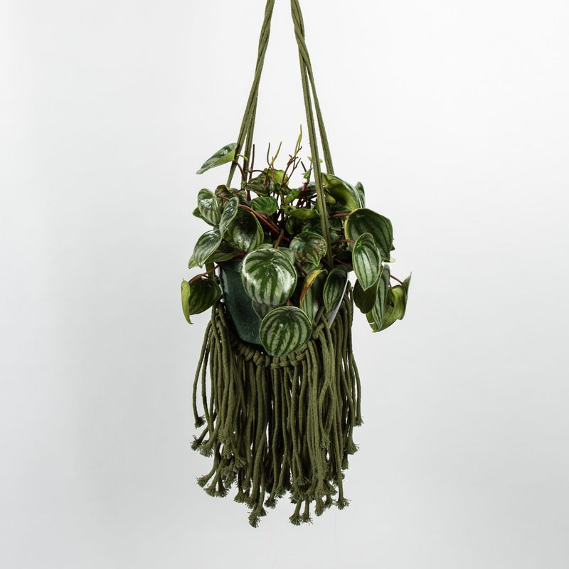 Fringed Hanging Planter
