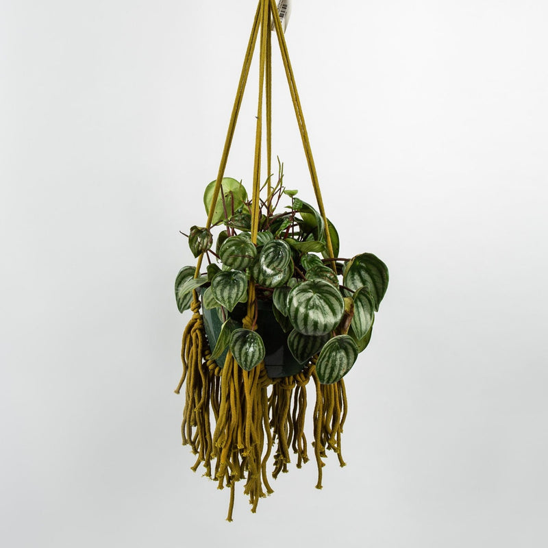 Fringed Hanging Planter