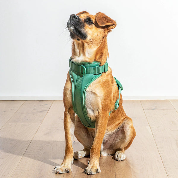 Adjustable Comfort Dog Harness