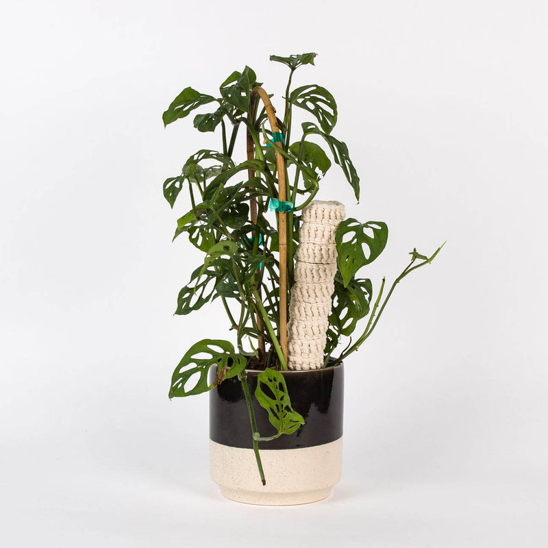 house plant pole Stackable Plant Pole – Press Shop