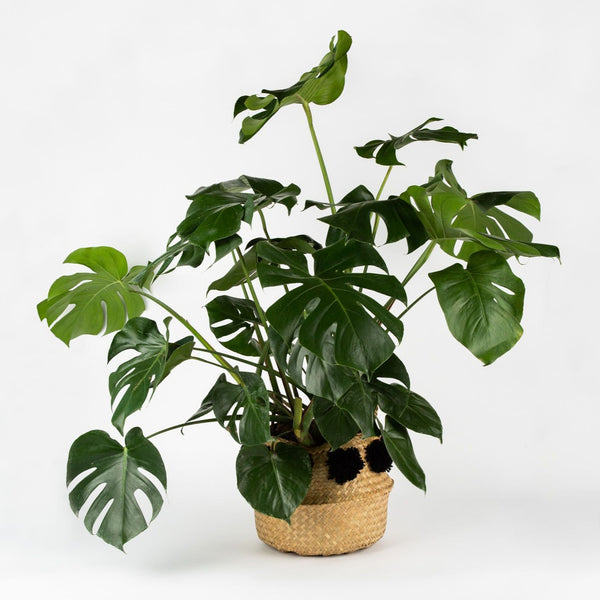 Philodendron, Monstera Deliciosa