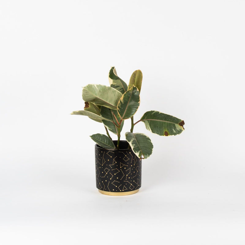 Ficus Tineke, "Variegated Rubber Tree"