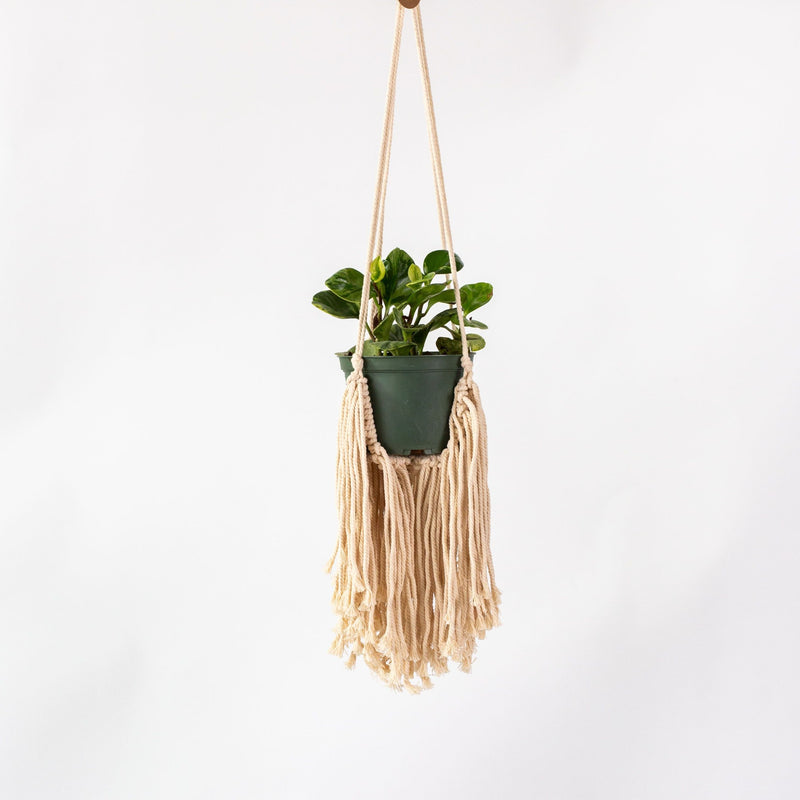 Fringed Hanging Planter