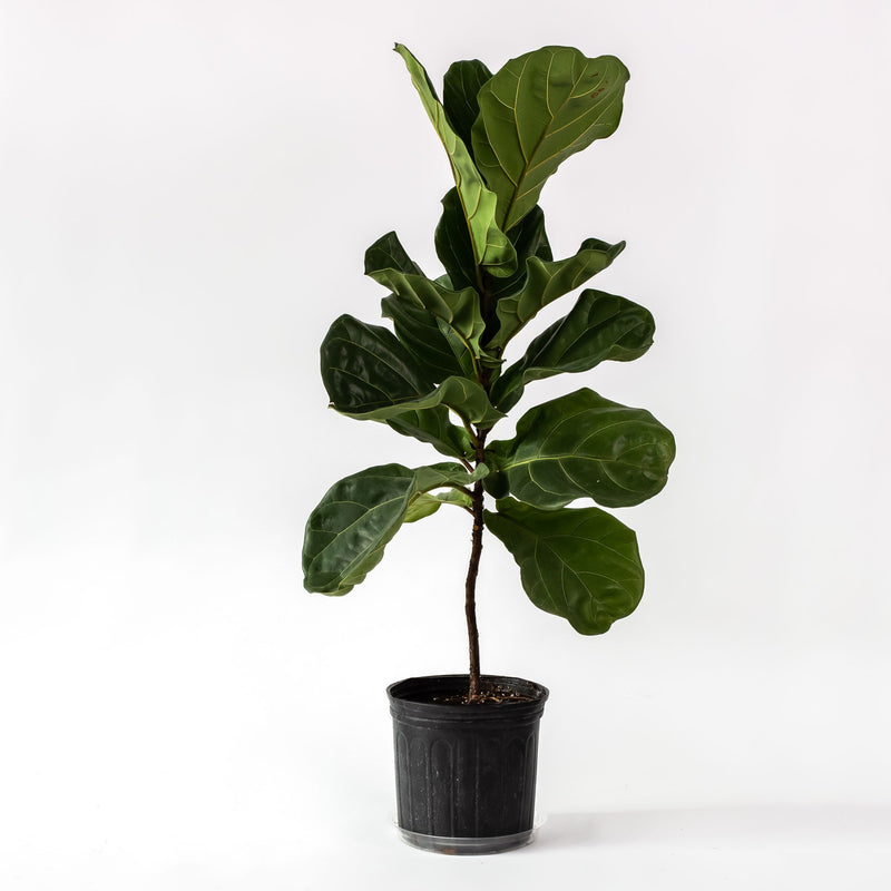 Ficus Lyrata "Fiddle Leaf"